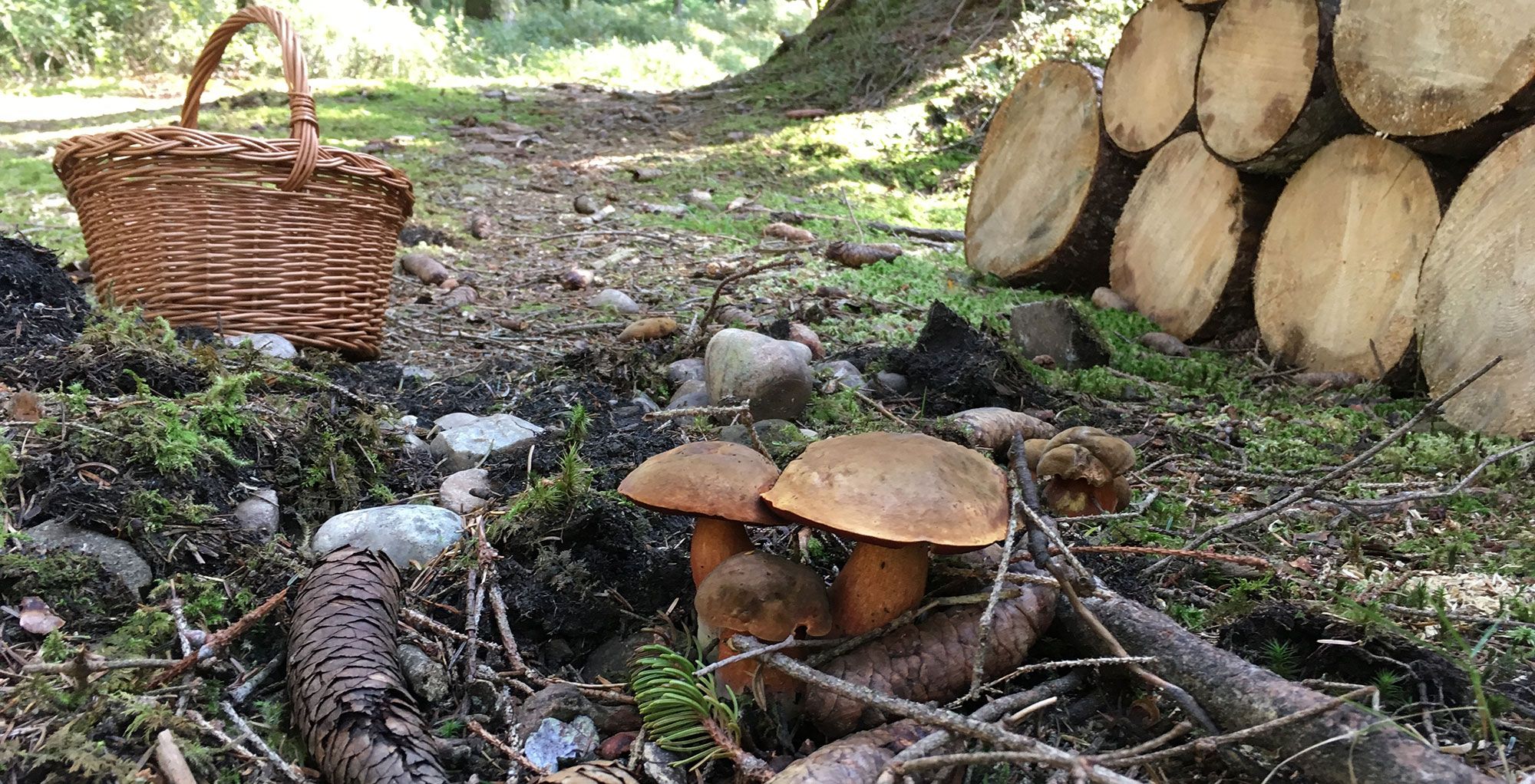 Korb im Wald